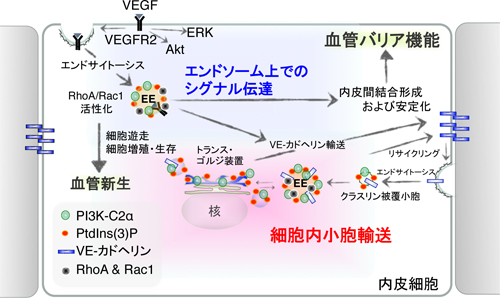 Summary scheme.ppt