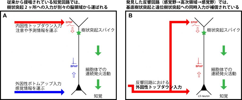 Neuron