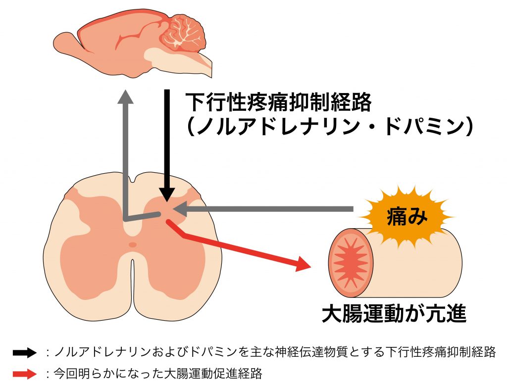 図(RGB)