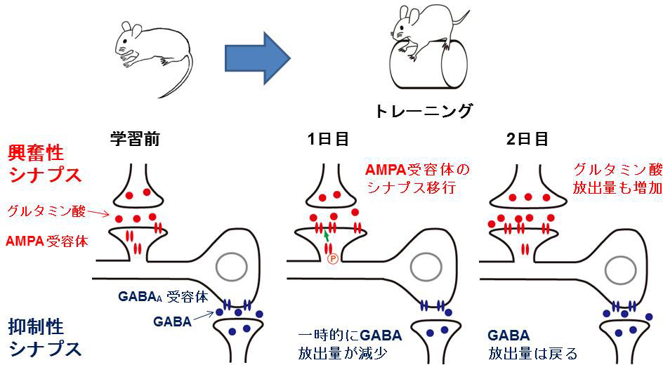 サイエンストピックスの図(生理学会)新20160705