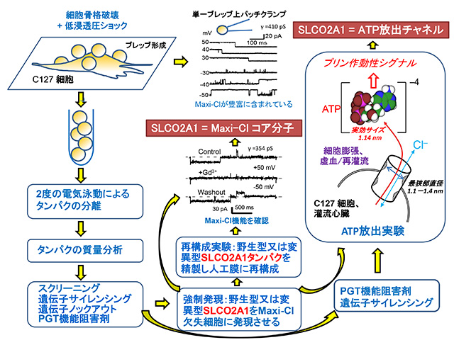 PowerPoint プレゼンテーション