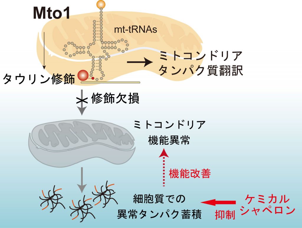 タウリン修飾模式図
