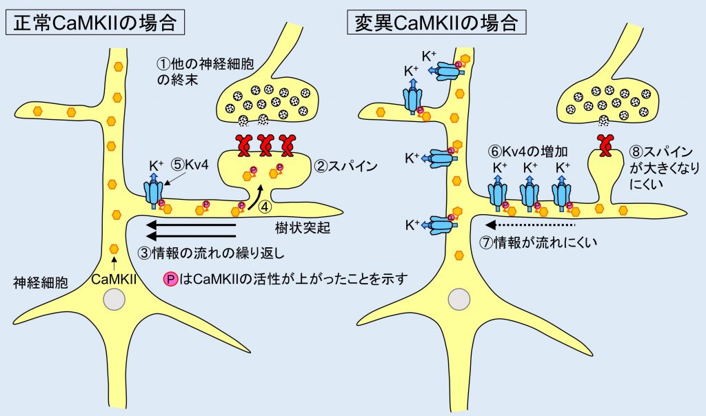 日本生理学会HPサイエンストピックス図(和文用)