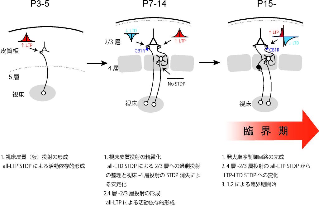 Fig 日本語 v2 trim